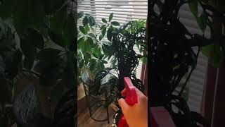 📍HOUSE PLANT TIP Misting plants is a good way to boost the humidity amp rinse off any dust 🪴 [upl. by Noived]