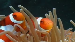 Anemonenfische  Clownfish Nemo div [upl. by Snook]