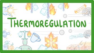 GCSE Biology  How We Control Our Body Temperature 55 [upl. by Werda839]