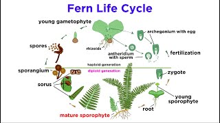 Ferns The Emergence of Roots and Stems [upl. by Riatsala856]