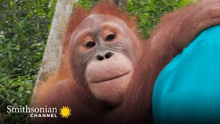 Baby Orangutan Beni Is Back in Action 🎉 Orangutan Jungle School  Smithsonian Channel [upl. by Eilime]