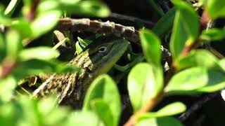 Lagarto chileno Liolaemus chiliensis [upl. by Singband]