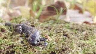 State Endangered Species  Bluespotted Salamander in New Jersey [upl. by Anaehs913]