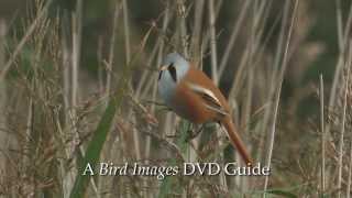 Birdwatching at RSPB Titchwell Marsh [upl. by Wil185]