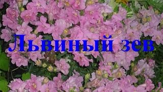 Львинный зев Осеннее черенкование Уход как Сохранить зимой Antirrhinum Разведение рост Антирринум [upl. by Enautna]