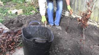 How to plant a bare root hedge  Advice from Best4hedging [upl. by Giliane]