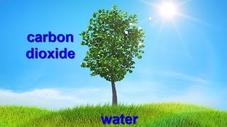 Chemistry Tutorial Chemical Equations amp Photosynthesis [upl. by Nebe]