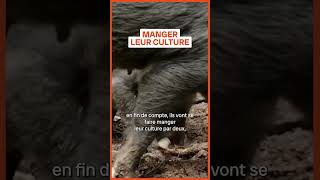 Les cochons sauvages canadiens sèment l’inquiétude aux ÉtatsUnis shorts [upl. by Elatnahs269]