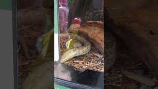 Legless Lizard at Reptilia Display [upl. by Salhcin]