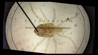 calibrating graticule OCR A ALevel Biology Revision  Module 2 Foundation in Biology [upl. by Danby763]