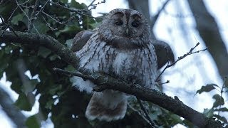 Chouette hulotte chant dexcitation tawny owl [upl. by Ainod540]