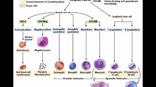 Hemopoiesis formation of blood cells [upl. by Magnus154]