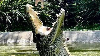 The Most CUBAN CROCODILE Jumps amp Gallops Ever in one Video ‼️‼️‼️ [upl. by Blasien360]