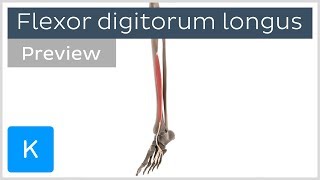 Functions of the flexor digitorum longus muscle preview  3D Human Anatomy  Kenhub [upl. by Darleen]