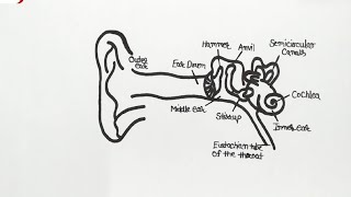 Ear Diagram drawing in easy way  How to Draw Human Ear Anatomy Step by Step for beginners [upl. by Davis]