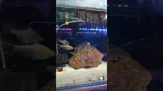 PLANTATION AQUARIUM 🤯shorts aquarium beautiful plants fish [upl. by Creigh]