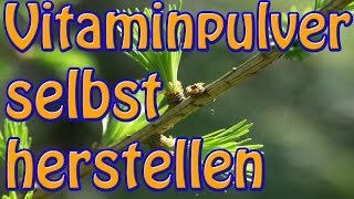 Multivitaminpulver Bio Rohkost Vegan selbst herstellen  Aus Fichte und Lärche [upl. by Ahsirhcal]