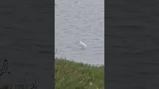 Snowy Egret  Laguna Atascosa National Wildlife Refuge [upl. by Wildon942]