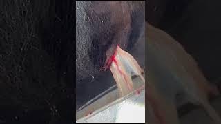 cow Abscess treatment cow [upl. by Agueda]