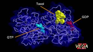 Tubulin 3D structure [upl. by Aisinoid]