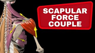 Scapular Force Couple  Muscle collaboration in the shoulder [upl. by Burris]