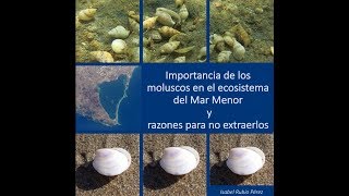 Importancia de los moluscos en el Mar Menor y razones para no extraerlos [upl. by Dunton]