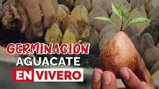 GERMINACIÓN de aguacate en VIVERO 🌱🥑 ¿Cómo es [upl. by Ramel205]