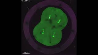 Timelapse of chromosome segregation in an early fish embryo [upl. by Crystal300]