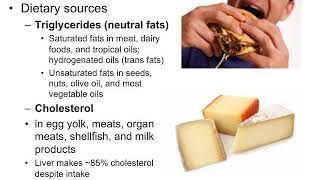 Human Anatomy and Physiology Nutrition and Metabolism [upl. by Maddalena]