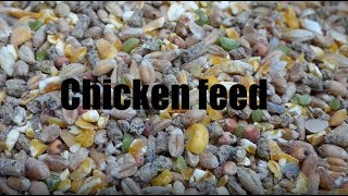 What feed do I use for my chickens [upl. by Costa]