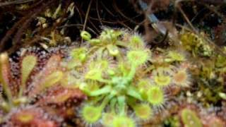 Drosera rotundifolia  Sundews Carnivorous Plants [upl. by Ahsekyw740]