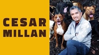 A minha opinião sobre CESAR MILLAN o encantador de cães [upl. by Refenej374]