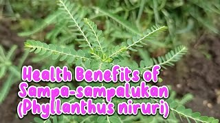 Health Benefits of Sampasampalukan Phyllantus niruri [upl. by Ehcropal]