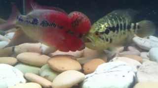 SRD Flowerhorn Vs Jaguar Cichlid [upl. by Sisak199]