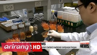 Cordyceps mushroom could help protect humans from flu [upl. by Brendis]