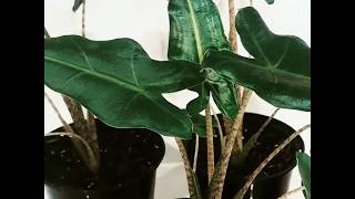 Crazy Plant Life  Zebrina Alocasia [upl. by Navonod730]