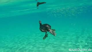 Cormorant hunting fishes [upl. by Ademla188]