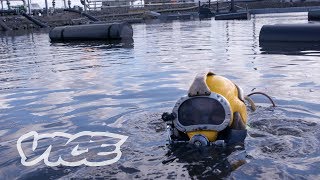 Meet A Professional Poo Diver [upl. by Lrig]