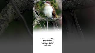 Black billed cuckoo scientific name shorts agriculture knowledge facts [upl. by Halimeda]