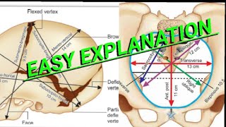 Fetal skull  Maternal pelvis  important dimensions  obstetrics  made easy  by Dr Arya jha [upl. by Radbourne874]