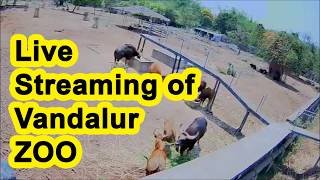 Vandalur Zoo Live Steaming Video  Vandalur Zoo all animals video [upl. by Kelwen]