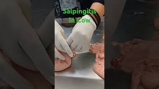 Salpingitis In Cow reproduction gynaecology biology veterinaryeducation [upl. by Imat344]