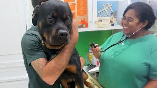 Even the Bravest Dogs need a little Comfort sometimes at Vet Funniest Dog Reactions [upl. by Hannon]