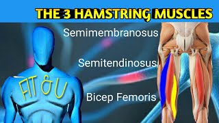 All Three Hamstring Muscles  Bicep Femoris  Semimembranosus  Semitendinosus  Anatomy  Exercise [upl. by Colinson]