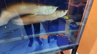 My Arowana Fish Laid Eggs [upl. by Goldsmith367]