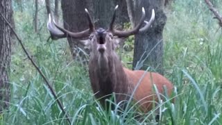 Rykowisko  zwabiony jeleń byk  hirschbrunft  red stag calling [upl. by Nauh210]