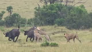 Savage Lions Chase and Kill Buffalo Hordes [upl. by Adehsar210]