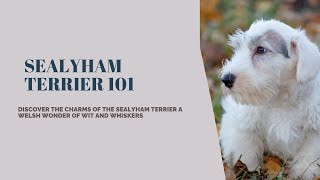 Discovering Sealyham Terrier Your Comprehensive Guide to a Remarkable Breed [upl. by Dermot]