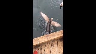 Otter Hunts a Seagull and Takes It Underneath Water as Lady Says ”No” [upl. by Eelana887]