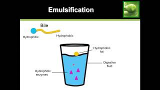 Emulsification of Lipids Fats  See it happen [upl. by Elaval989]